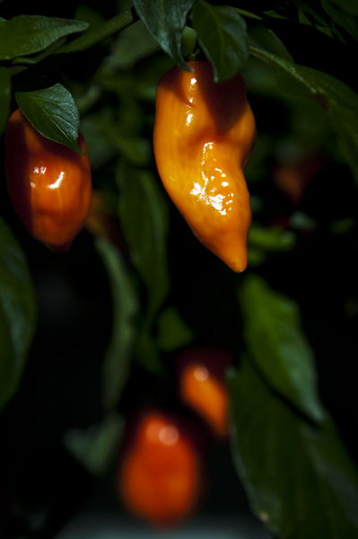 Haba7 600px.jpg - Habanero